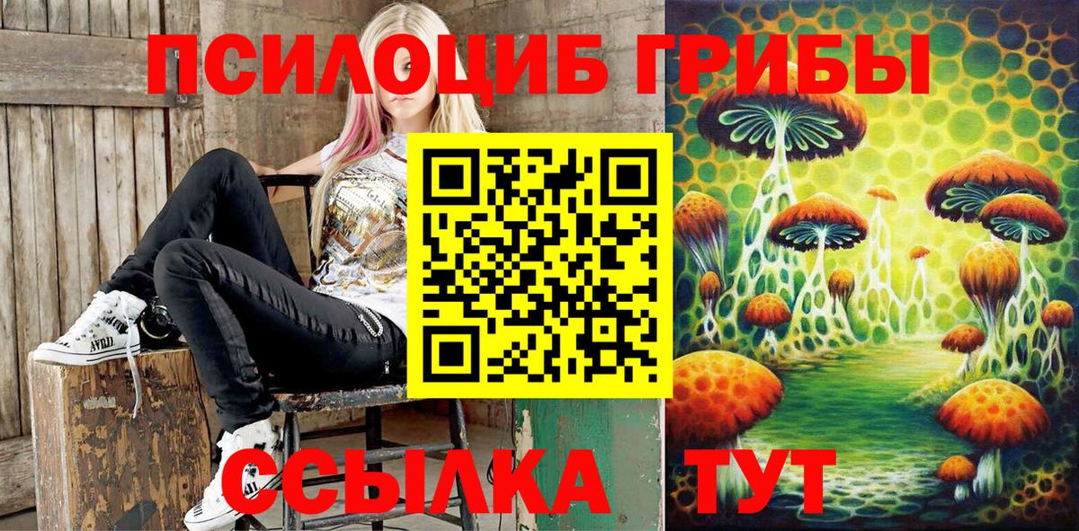 Псилоцибиновые грибы Psilocybe Горно-Алтайск